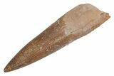 Fossil Plesiosaur (Zarafasaura) Tooth - Morocco #211435-1